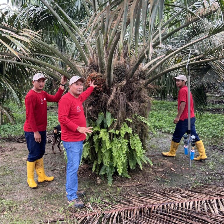 Lee más sobre el artículo El caso de los palmicultores de pequeña escala en Colombia y Ecuador