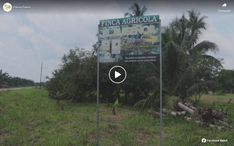 Lee más sobre el artículo De la semilla al fruto: así fue el impacto positivo de Palma Futuro en la finca El Ruiseñor, Ecuador